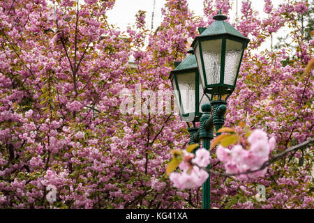 Vecchia Lanterna Verde tra la fioritura dei ciliegi. bellissimo sfondo a molla Foto Stock