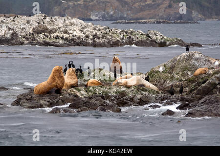 Questa immagine della fauna selvatica è di parecchi dei leoni di mare su una piccola isola rocciosa natura orizzontale foto nella regione nordovest del Pacifico. Foto Stock