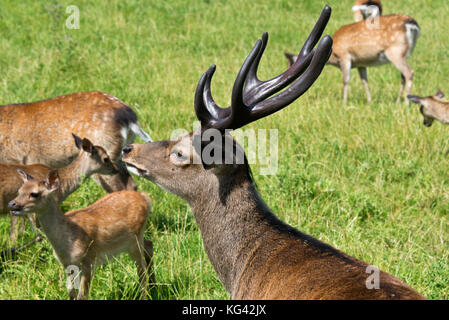 Un sikha Stag Cervo con un set completo di corna di cervo a sud ovest di Cervo Centro di salvataggio, Wayford vicino a Crewkerne nel Somerset in Inghilterra. Foto Stock