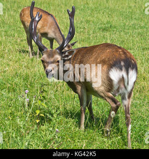 Un sikha Stag Cervo con un set completo di corna di cervo a sud ovest di Cervo Centro di salvataggio, Wayford vicino a Crewkerne nel Somerset in Inghilterra. Foto Stock