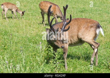 Un sikha Stag Cervo con un set completo di corna di cervo a sud ovest di Cervo Centro di salvataggio, Wayford vicino a Crewkerne nel Somerset in Inghilterra. Foto Stock