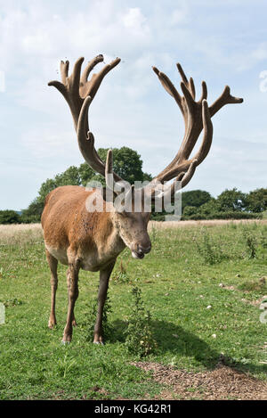 Un grande cervo rosso cervo con una impressionante serie di corna di cervo in velluto a sud ovest di Cervo Centro di salvataggio, Wayford vicino a Crewkerne nel Somerset in Inghilterra. Foto Stock