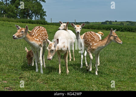 Un gruppo di curiosi maggese e bianco rosso cervo a sud ovest di Cervo Centro di salvataggio, Wayford vicino a Crewkerne nel Somerset in Inghilterra. Foto Stock