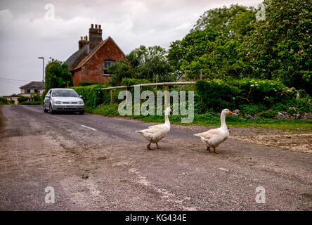 Due oche attraversando una strada di campagna in Hampshire sulla strada per il cantiere di fattoria, un driver pause per consentire loro di attraversare la strada. Foto Stock