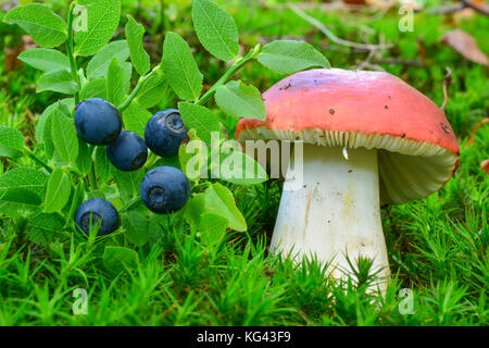 Doni della natura, mature, deliziosi mirtilli selvatici e tossico russula emetica o fungo sickener nel verde muschio, condividendo lo stesso habitat Foto Stock