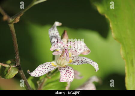 Toad lily tricyrtis formosana spotted lily Foto Stock