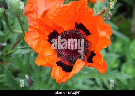 Rosa di papavero papaver omniferum in giardino Foto Stock