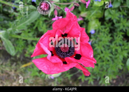 Rosa di papavero papaver omniferum in giardino Foto Stock