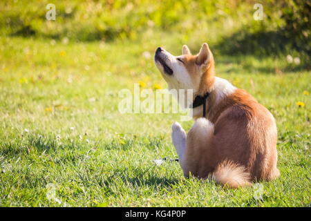 Un cane akita seduto in erba e graffiare il suo collo Foto Stock