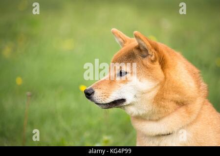 Il ritratto della testa di un Shiba Inu cane guardando bene davanti a lui Foto Stock