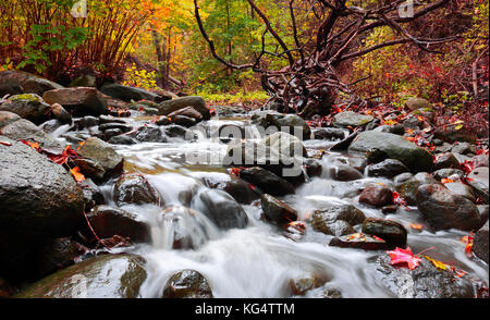 Piccole cascate in esecuzione su roccia attraverso la foresta nel parco di Moore burrone in autunno. Il fango Creek è parte del fiume Don spartiacque tempesta e gestione delle acque Foto Stock