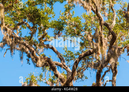 Rami del banyan tree con muschio Spagnolo appeso su di esso su uno sfondo di cielo chiaro Foto Stock