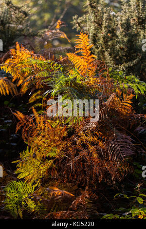 Vivacemente colorato fern e bracken nei boschi circostanti danbury comuni Foto Stock
