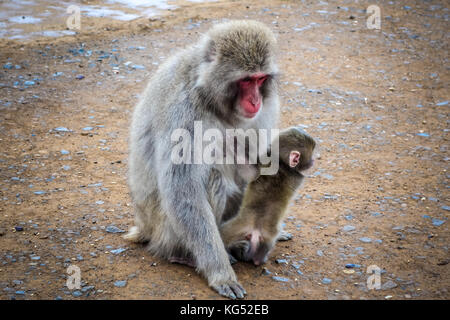 Macaque giapponese e baby in iwatayama monkey park, Kyoto, Giappone Foto Stock