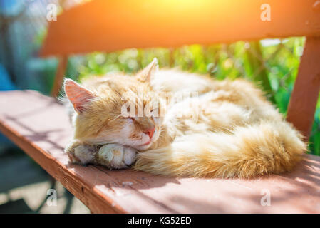 I giovani lo zenzero spogliato gatto Siberiano dormire con gli occhi chiusi su una panca in legno. Foto Stock