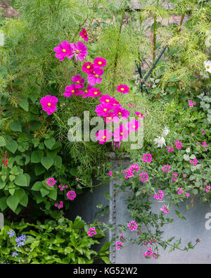 Luminose Cerise Pink fiori di Cosmas bipinnatus dominando un serbatoio di zinco piantatrice in un paese di lingua inglese garden REGNO UNITO Foto Stock