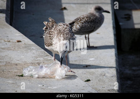 Seagull prelevare scartato in plastica sacco di lettiera Foto Stock
