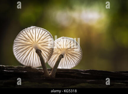 Fungo di porcellana Oudemansiella mucida crescente sul marciume beech log in la Nuova Foresta di Hampshire REGNO UNITO Foto Stock