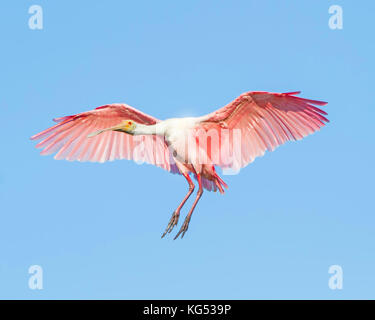 Un roseate spoonbill si prepara per lo sbarco in Everglades della Florida. Foto Stock