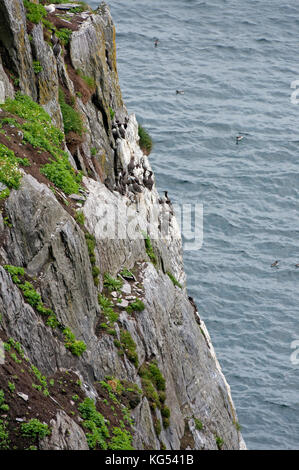 Guillemots comune (Uria aalge) sulle scogliere di Skellig Michael Island, nella contea di Kerry, Irlanda Foto Stock