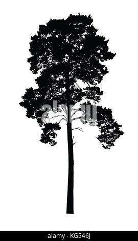 Vettore silhouette realistico di conifere isolati su sfondo bianco Illustrazione Vettoriale