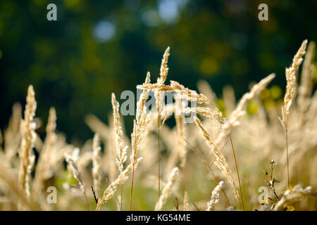 Close up di erba unico stal Foto Stock