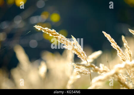 Close up di erba unico stal Foto Stock