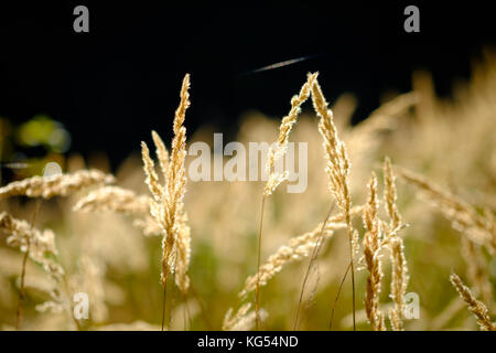 Close up di erba unico stal Foto Stock