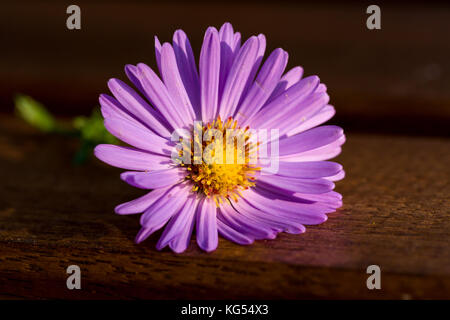 Vista dettagliata del singolo fiore viola aster dumosus isolato con marrone naturale Sfondo legno. Foto Stock