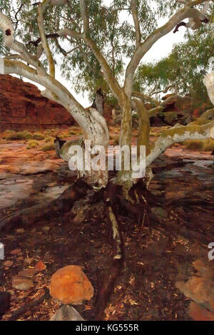 Kings Canyon Rim paesaggio, Outback, Australia Foto Stock