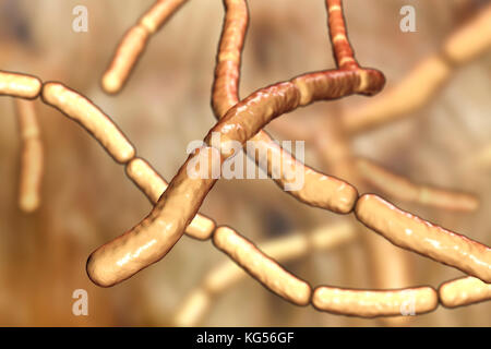 Il fieno bacillus. Illustrazione del calcolatore di Bacillus subtilis batteri. , O il fieno bacillus, è un aerobico, a forma di asta, batteri Gram-positivi. A volte è patogeno negli esseri umani, causando gravi infezioni di occhio come iridocyclitis panophthalmitis e. Foto Stock