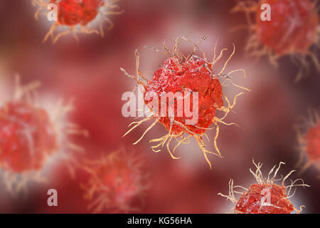 Le cellule dendritiche, illustrazione del computer. Le cellule dendritiche, un tipo di globuli bianchi, sono un tipo di cellula di presentazione dell'antigene (APC) e si trovano nei tessuti dell'organismo. Essi svolgono un ruolo nel sistema immunitario del corpo mediante il riconoscimento e phagocytosing (fagocitante e distruggere gli agenti patogeni). Essi quindi presente il digerito parti (antigeni) dell'fagocitato agenti patogeni di altre cellule del sistema immunitario. Le sporgenze lungo visto sulle cellule superficie' aiutarli a muoversi intorno al corpo. Foto Stock