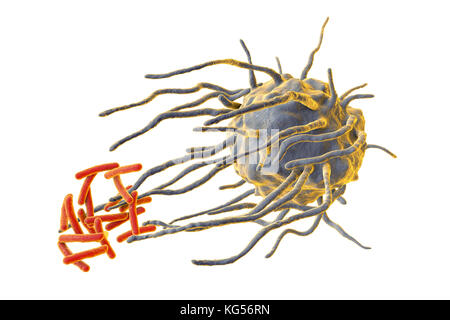 Macrofago travolgendo TB batteri. Computer illustrazione di un macrofago globulo bianco (blu) travolgendo la tubercolosi (Mycobacterium tuberculosis) batteri (arancione). Questo processo è chiamato fagocitosi. I macrofagi sono cellule del sistema immunitario del corpo. Essi phagocytose e distruggere gli agenti patogeni, le cellule morte ed i detriti cellulari. Foto Stock