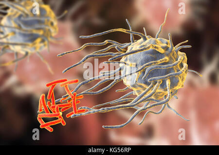 Macrofago travolgendo TB batteri. Computer illustrazione di un macrofago globulo bianco (blu) travolgendo la tubercolosi (Mycobacterium tuberculosis) batteri (arancione). Questo processo è chiamato fagocitosi. I macrofagi sono cellule del sistema immunitario del corpo. Essi phagocytose e distruggere gli agenti patogeni, le cellule morte ed i detriti cellulari. Foto Stock