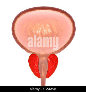 Vescica maschio e sano della ghiandola prostatica, illustrazione del computer Foto Stock