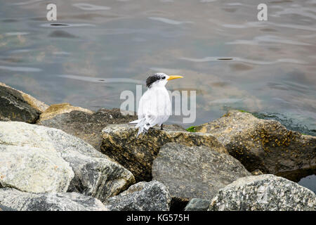 Maggiore Crested Tern appollaiato sulle rocce lungo il fiume Swan foreshore in South Perth, Western Australia Foto Stock