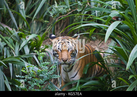 Femmina: la malese tiger in boccole. Foto Stock