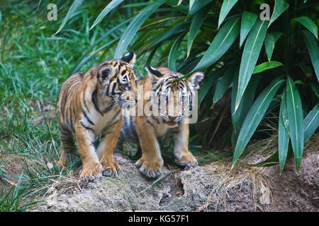 : La malese cuccioli di tigre in boccole Foto Stock