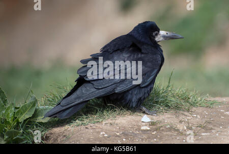 Crow su una scogliera, Hannover punto, Isola di Wight Foto Stock