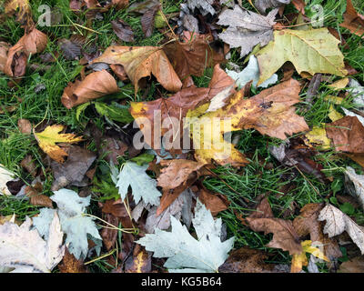 Un tappeto di foglie di autunno Foto Stock