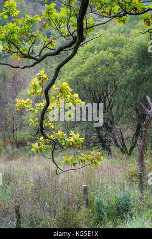 Autunno scende su di bosco in prossimità di Coniston nel Parco Nazionale del Distretto dei Laghi, Cumbria Foto Stock