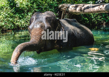 Un adulto o asiatico Elefante asiatico (Elephas maximus) a fare il bagno in un fiume nella giungla della Thailandia Foto Stock