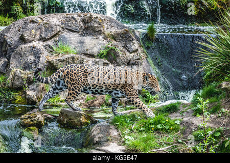 Un bellissimo adulto Jaguar attraversa una piccola cascata nel suo contenitore in lo Zoo di Chester, Chester, Regno Unito Foto Stock