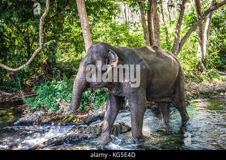 Un adulto o asiatico Elefante asiatico (Elephas maximus) a fare il bagno in un fiume nella giungla della Thailandia Foto Stock