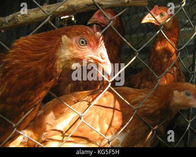 Le galline nel pollaio dietro il recinto presso l'azienda Foto Stock