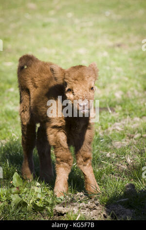 Highland scozzesi bestiame sul pascolo, vitellino Foto Stock