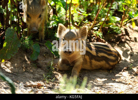 Cinghiali, Sus scrofa scrofa, suinetti, Foto Stock