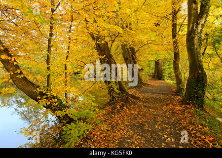 Parco del castello Vischering in autunno, Lüdinghausen, Nord Reno-Westfalia, Germania Foto Stock