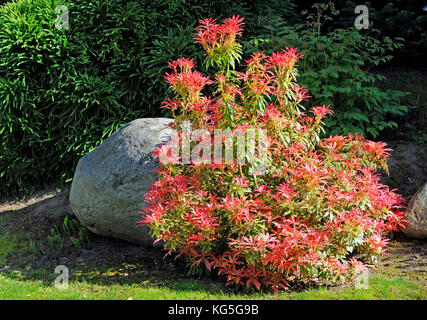 Luminose rosse foglie di bog-rosmarino nel giardino di primavera Foto Stock