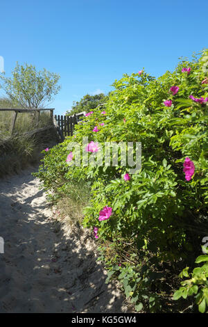 Nieblum, rosa selvatica, la strada per la spiaggia Foto Stock